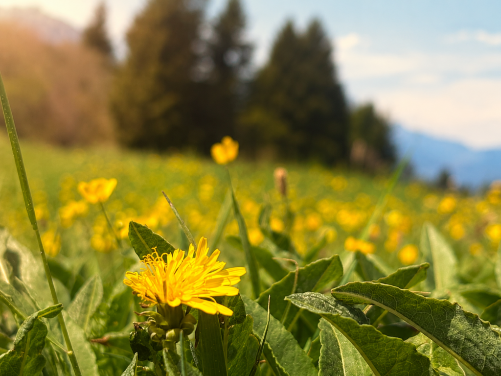 Gelbe Blume in ruhiger Landschaft in Bergen