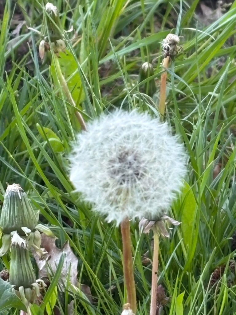 Pusteblume
